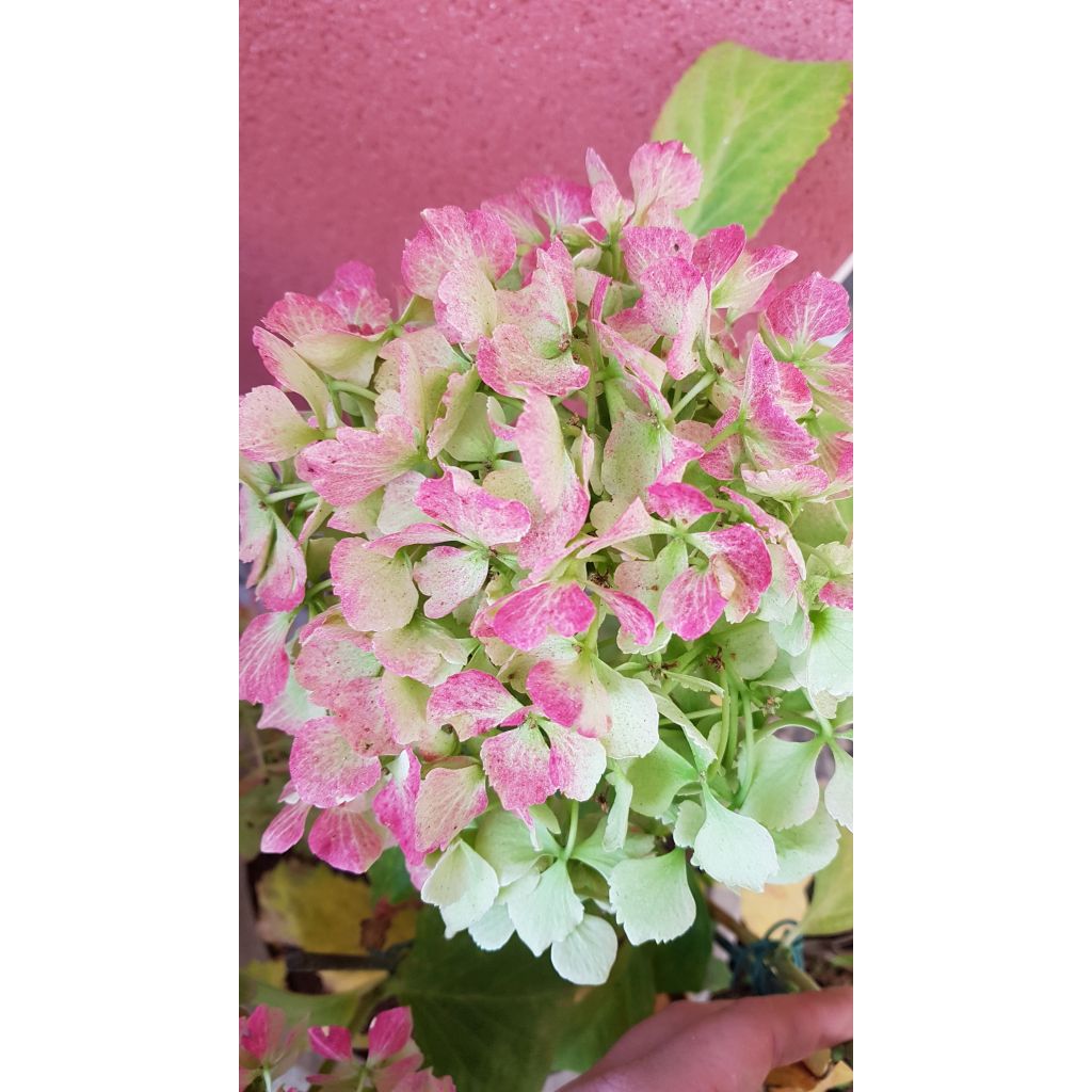 Hydrangea macrophylla Magical Jade - Ortensia