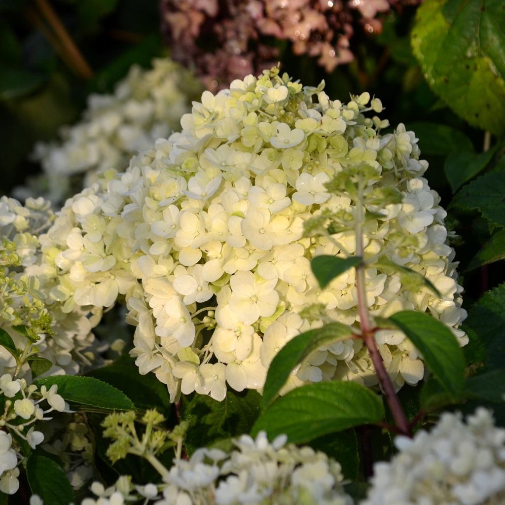 Hydrangea paniculata Bobo - Ortensia paniculata