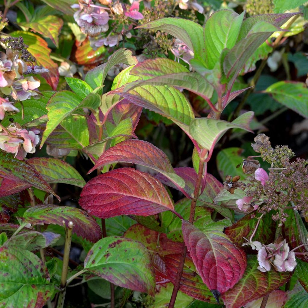 Hortensia - Hydrangea serrata Santiago