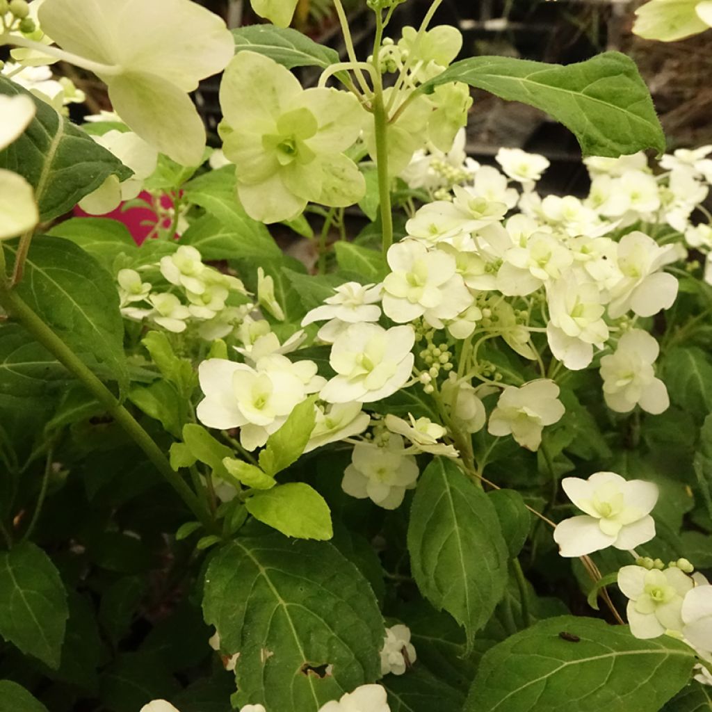 Hydrangea serrata White on White - Ortensia