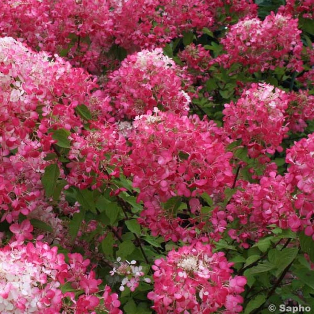 Hortensia - Hydrangea paniculata Diamant Rouge en pot de 10 L