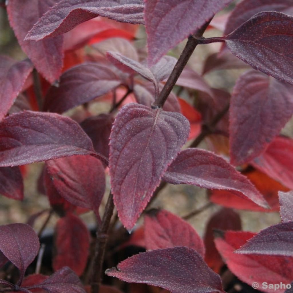 Hydrangea paniculata Diamant Rouge - Ortensia paniculata