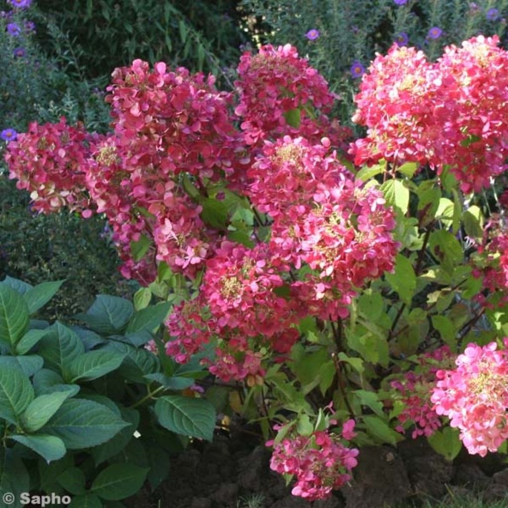 Hydrangea paniculata Diamant Rouge - Ortensia paniculata