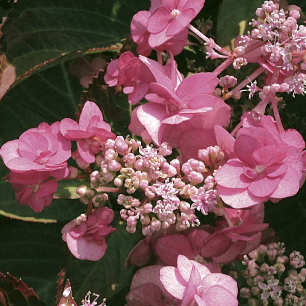 Hortensia - Hydrangea serrata Santiago