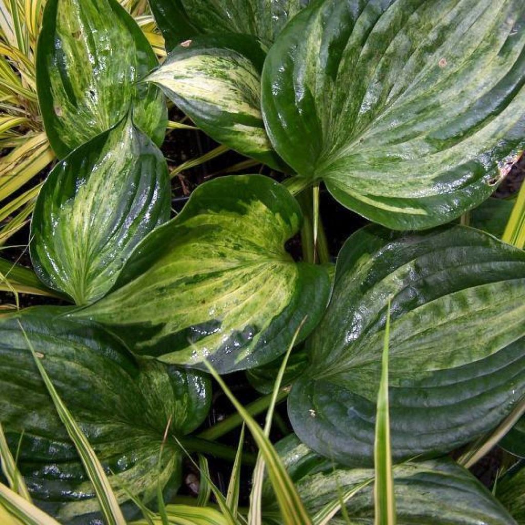 Hosta Midnight at the Oasis