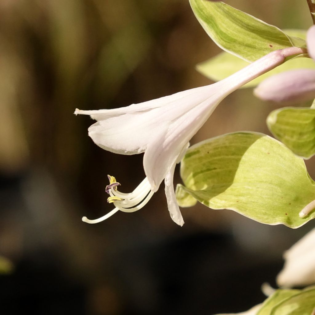 Hosta Allegan Fog