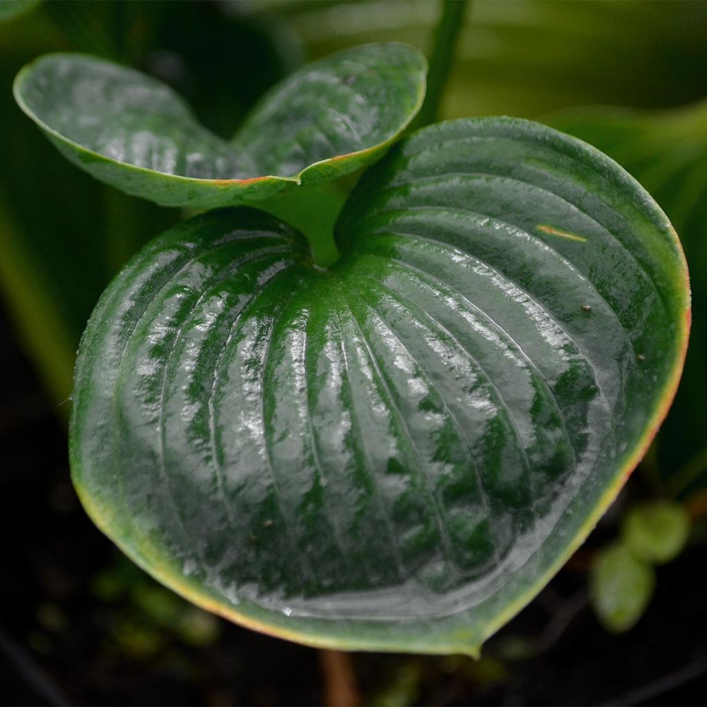 Hosta Big daddy