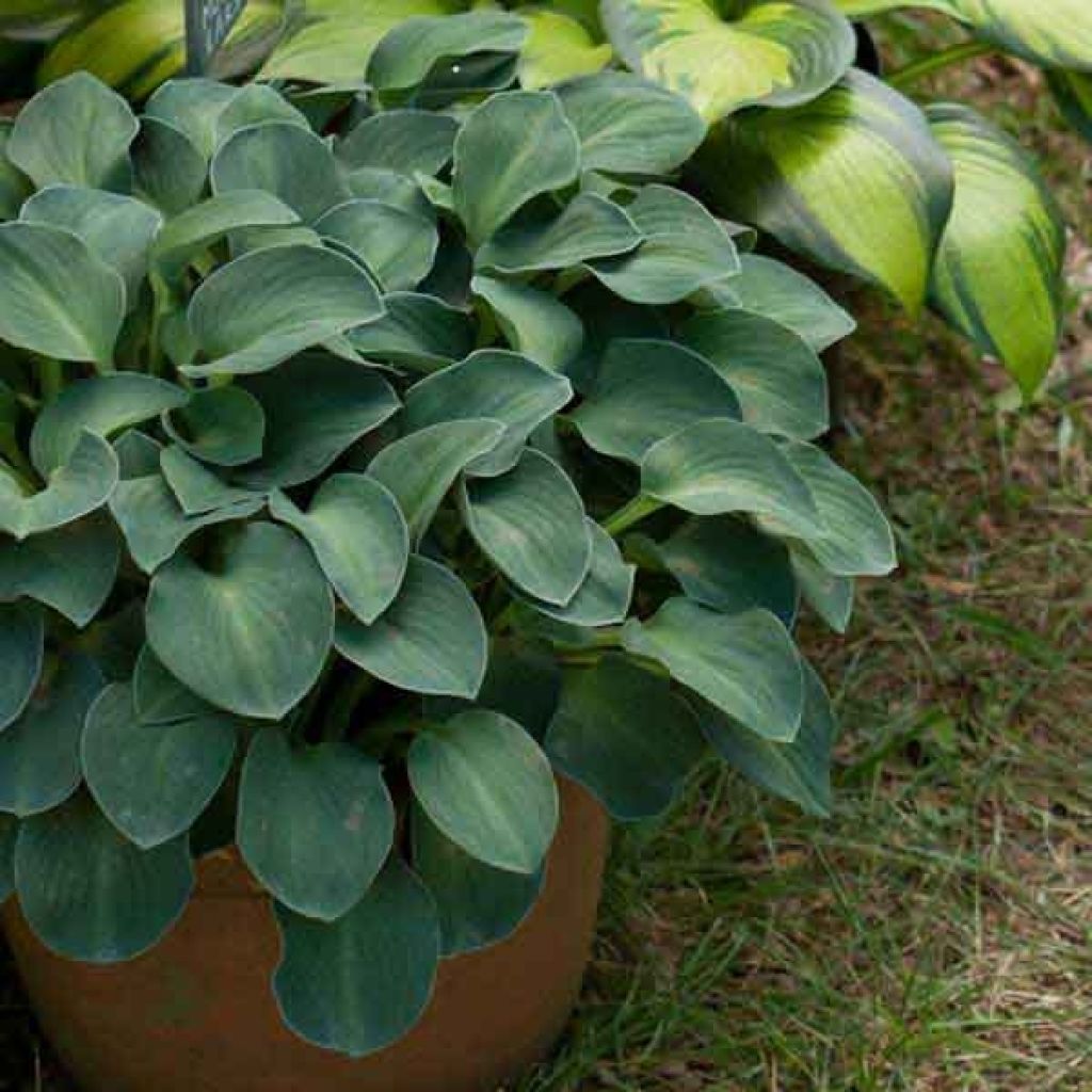 Hosta Blue Mouse Ears