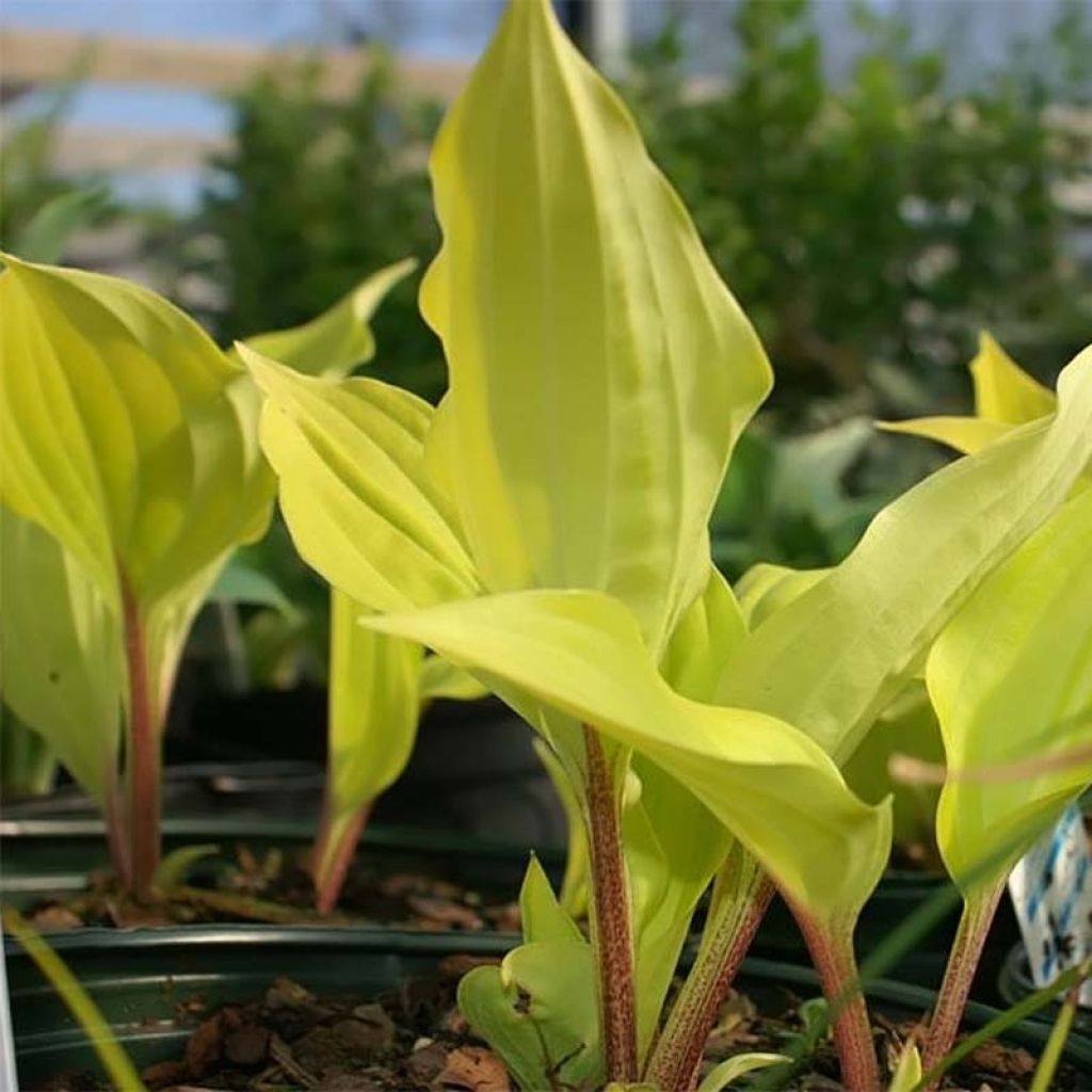 Hosta fire Island