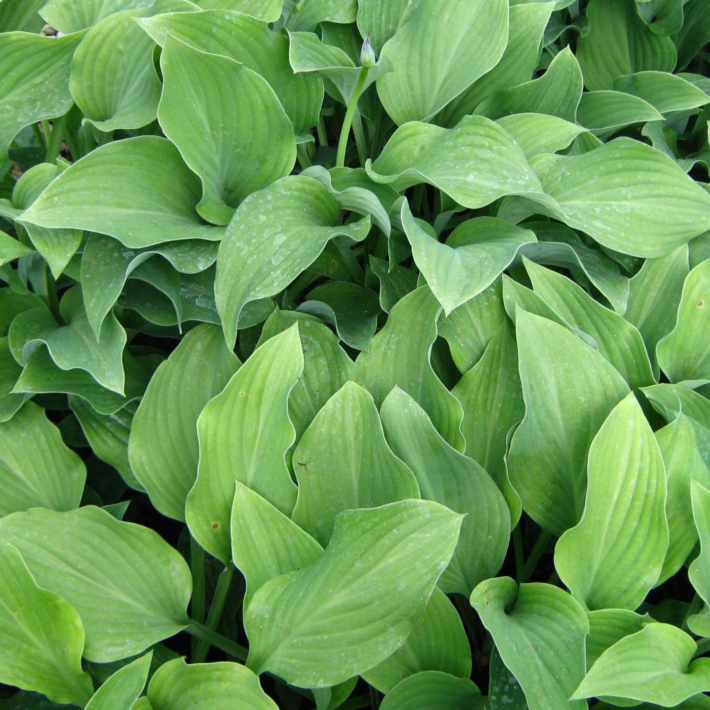 Hosta Krossa Regal