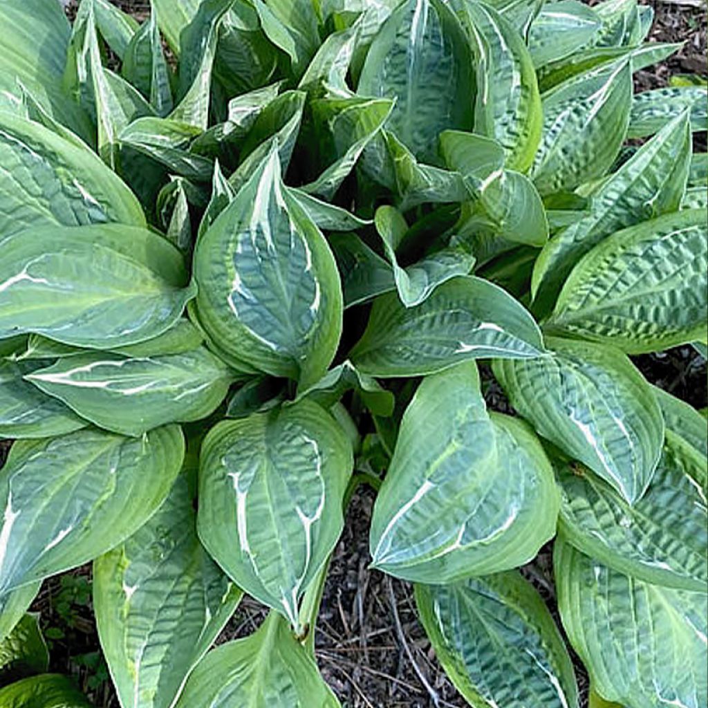 hosta Moulin Rouge (Vivaces)