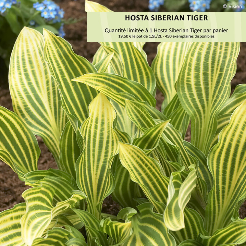 Hosta Siberian Tiger