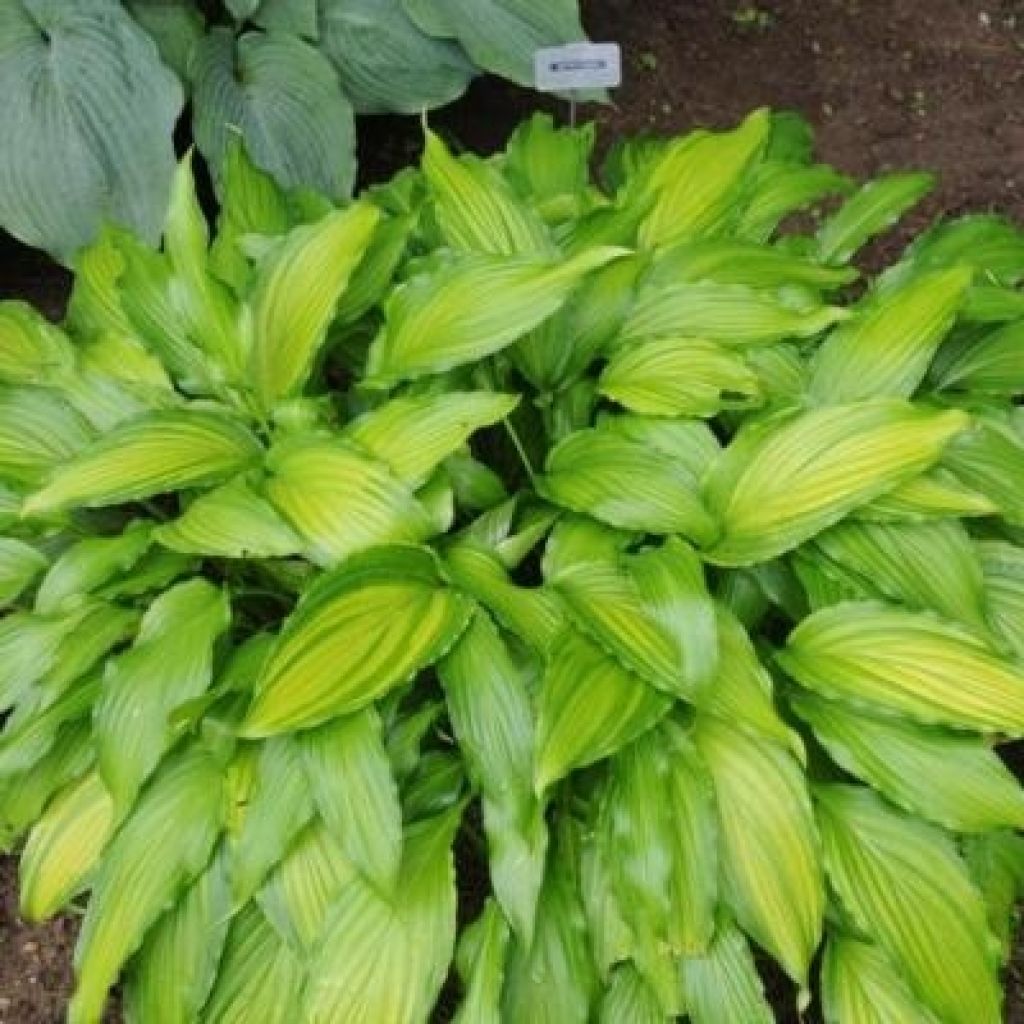 Hosta Spritzer