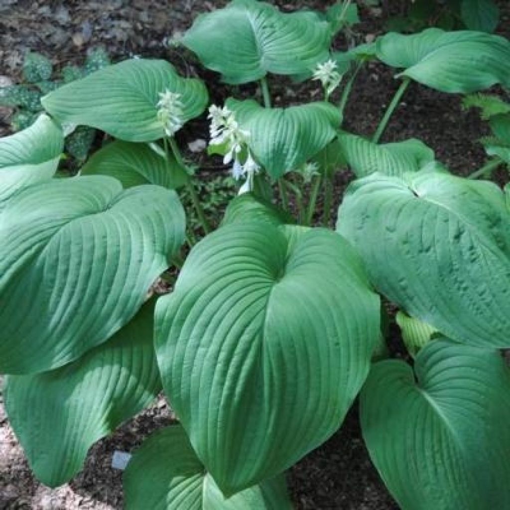 Hosta T Rex