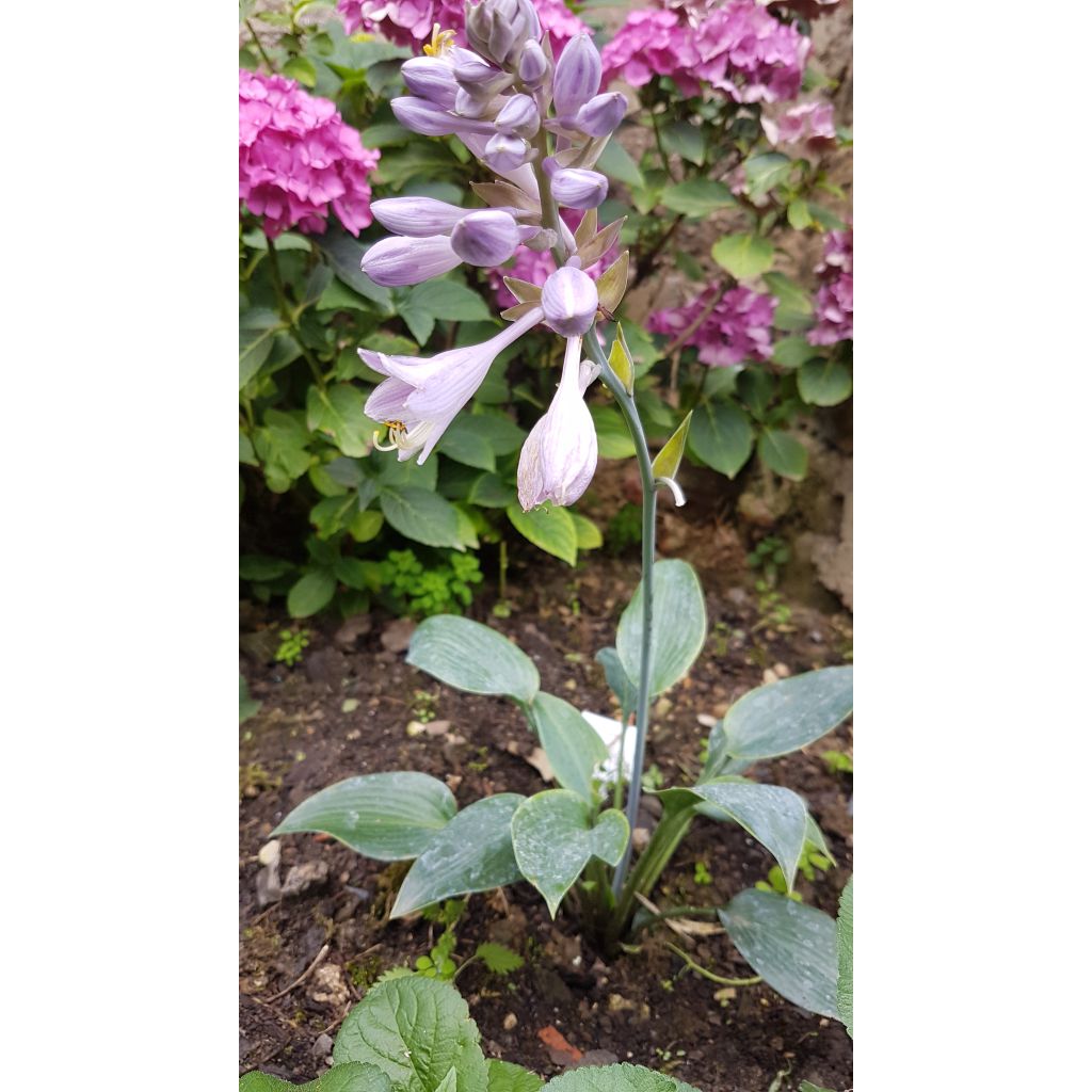 Hosta tardiana Halcyon