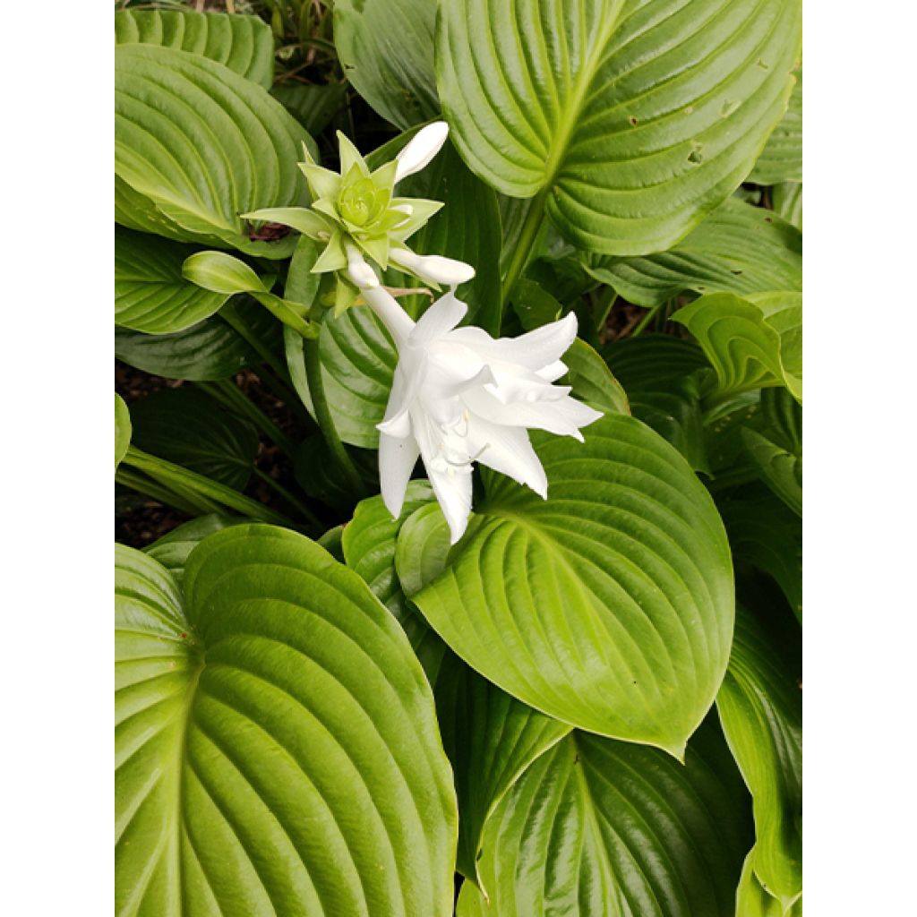 Hosta plantaginea Venus - Giglio d'agosto