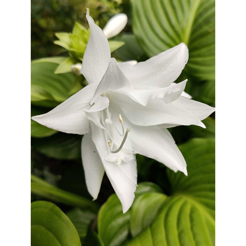 Hosta plantaginea Venus - Giglio d'agosto