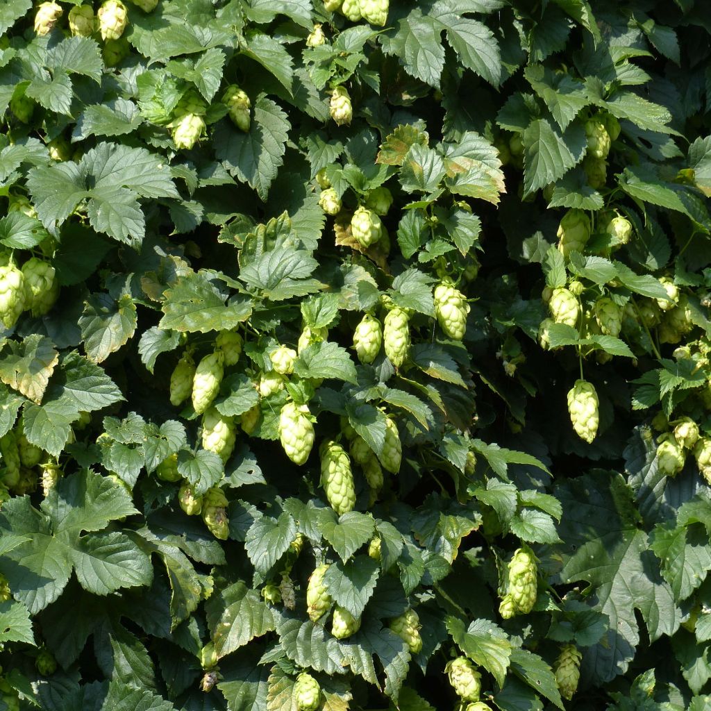 Luppolo - Humulus lupulus