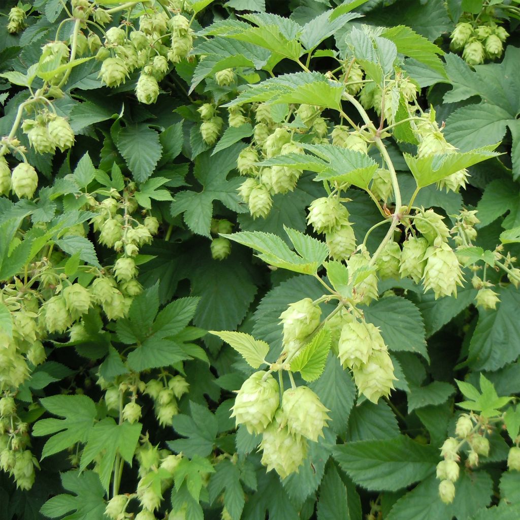 Luppolo - Humulus lupulus