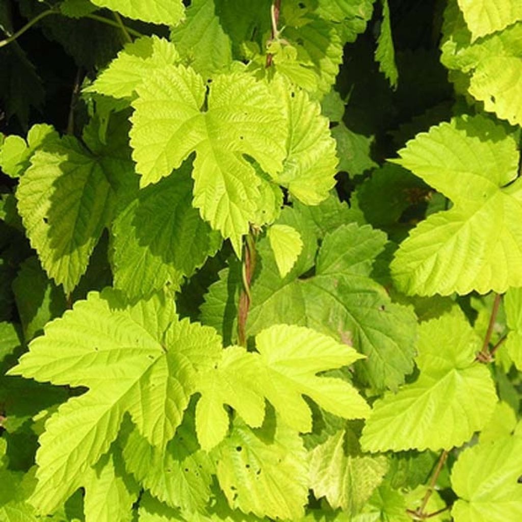 Luppolo dorato Aureus - Humulus lupulus