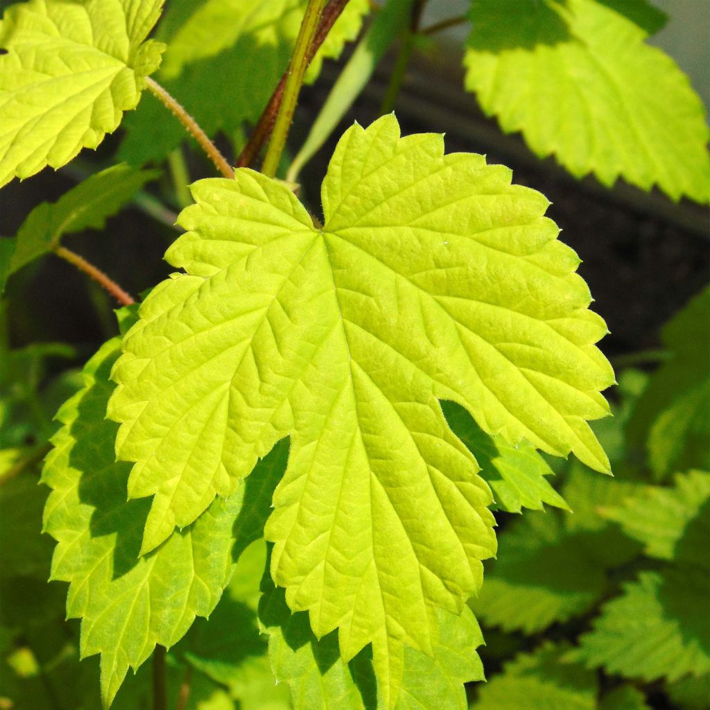 Luppolo dorato Aureus - Humulus lupulus