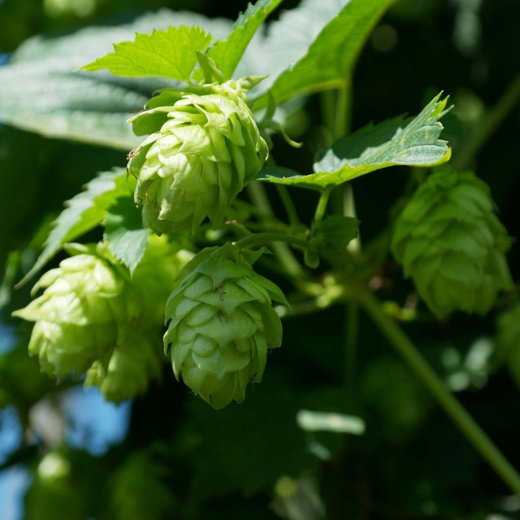 Humulus lupulus Magnum - Luppolo