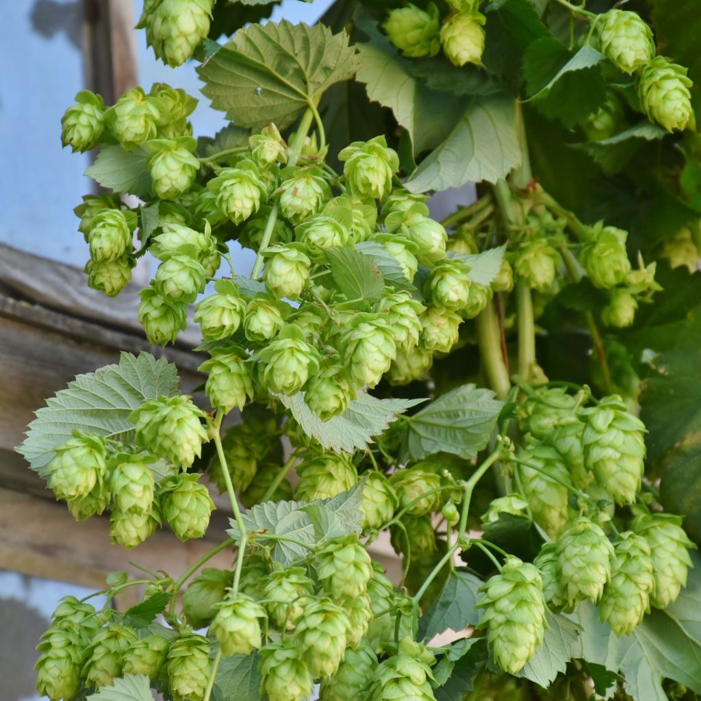 Humulus lupulus Magnum - Luppolo