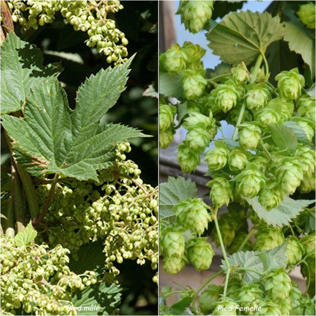 Humulus lupulus Magnum - Luppolo