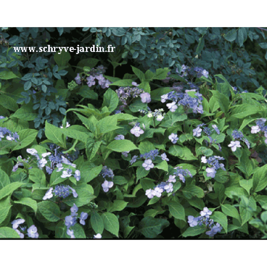 Hortensia Spreading beauty