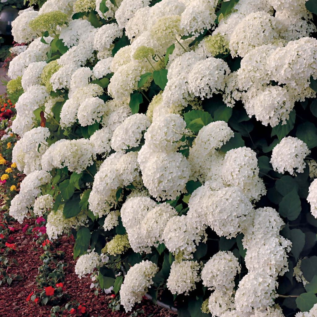 Hydrangea arborescens Annabelle - Ortensia