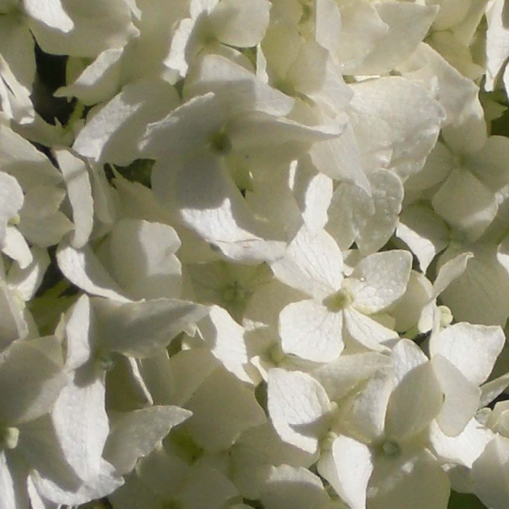 Hydrangea arborescens Annabelle - Ortensia