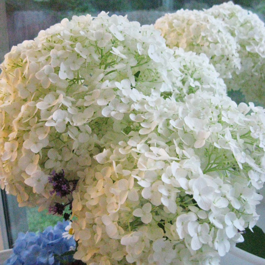 Hydrangea arborescens Annabelle - Ortensia