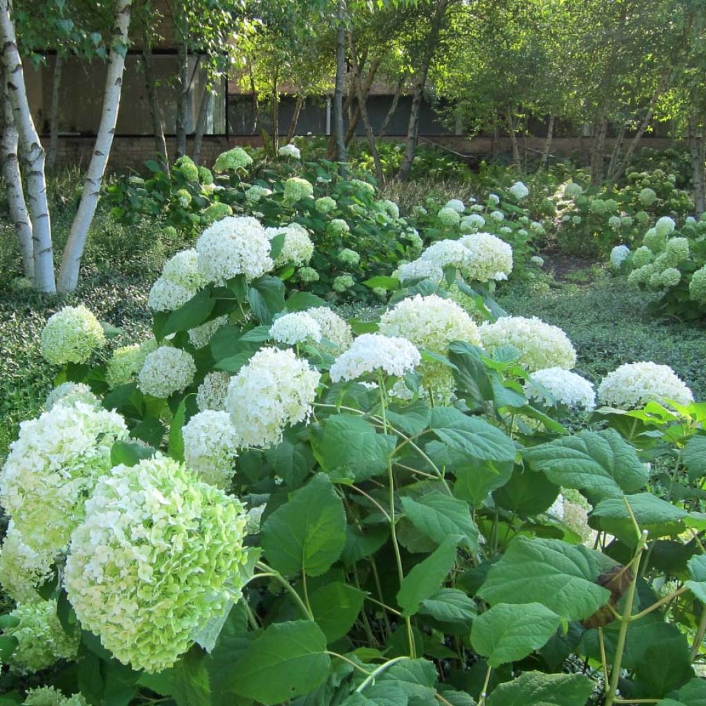 Hydrangea arborescens Annabelle - Ortensia