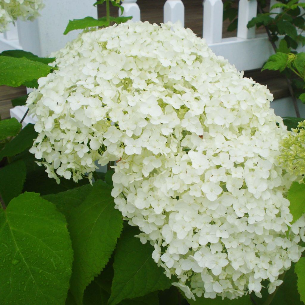 Hydrangea arborescens Annabelle - Ortensia