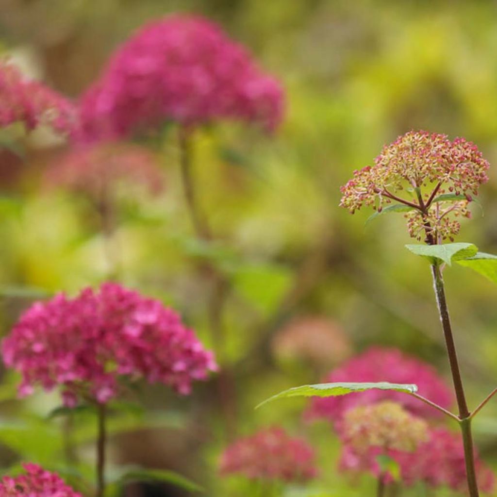 Hydrangea arborescens Bella Anna - Ortensia