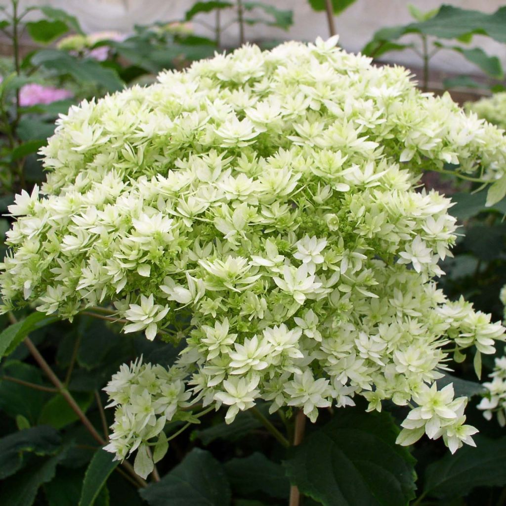 Hydrangea arborescens Hayes Starbust - Ortensia