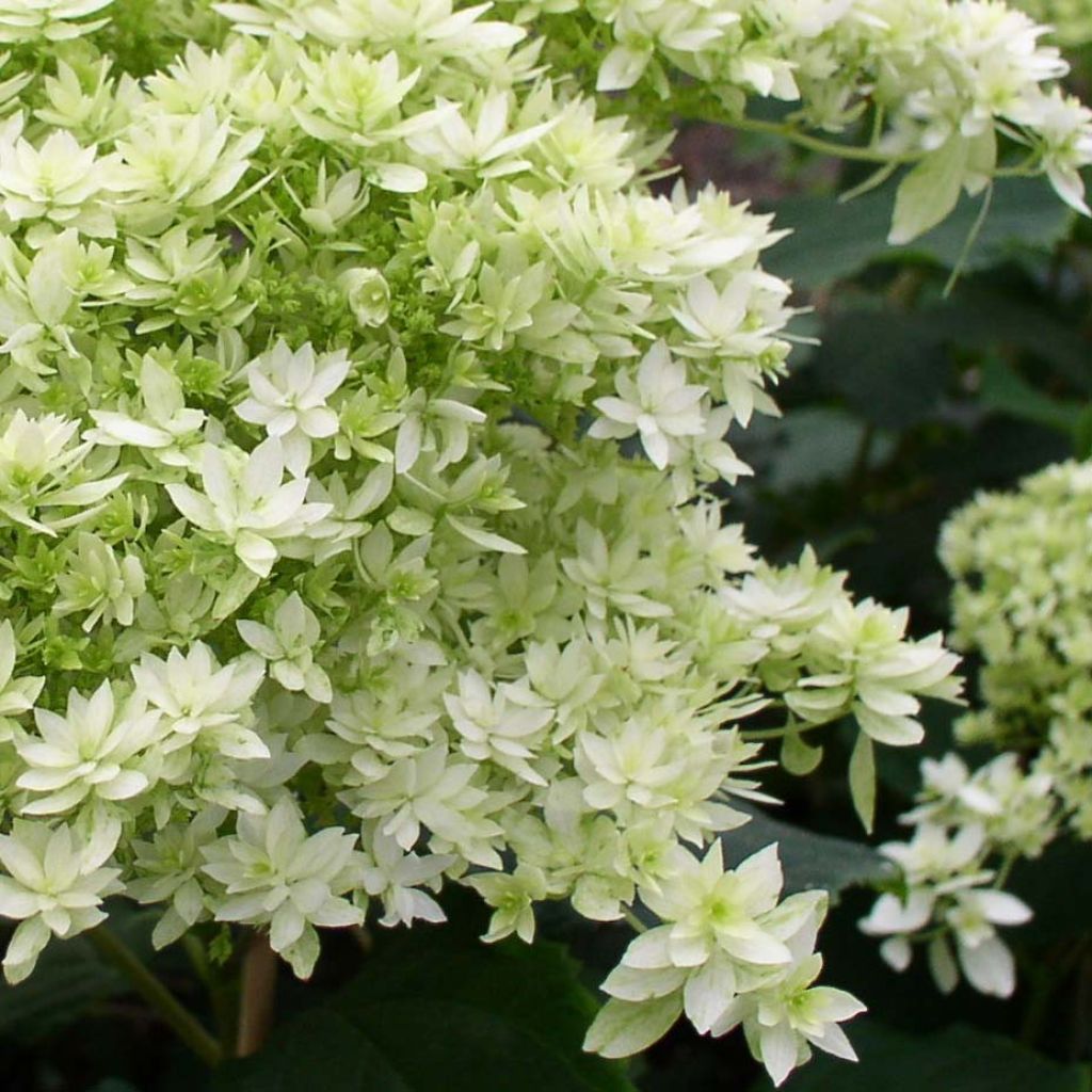 Hydrangea arborescens Hayes Starbust - Ortensia