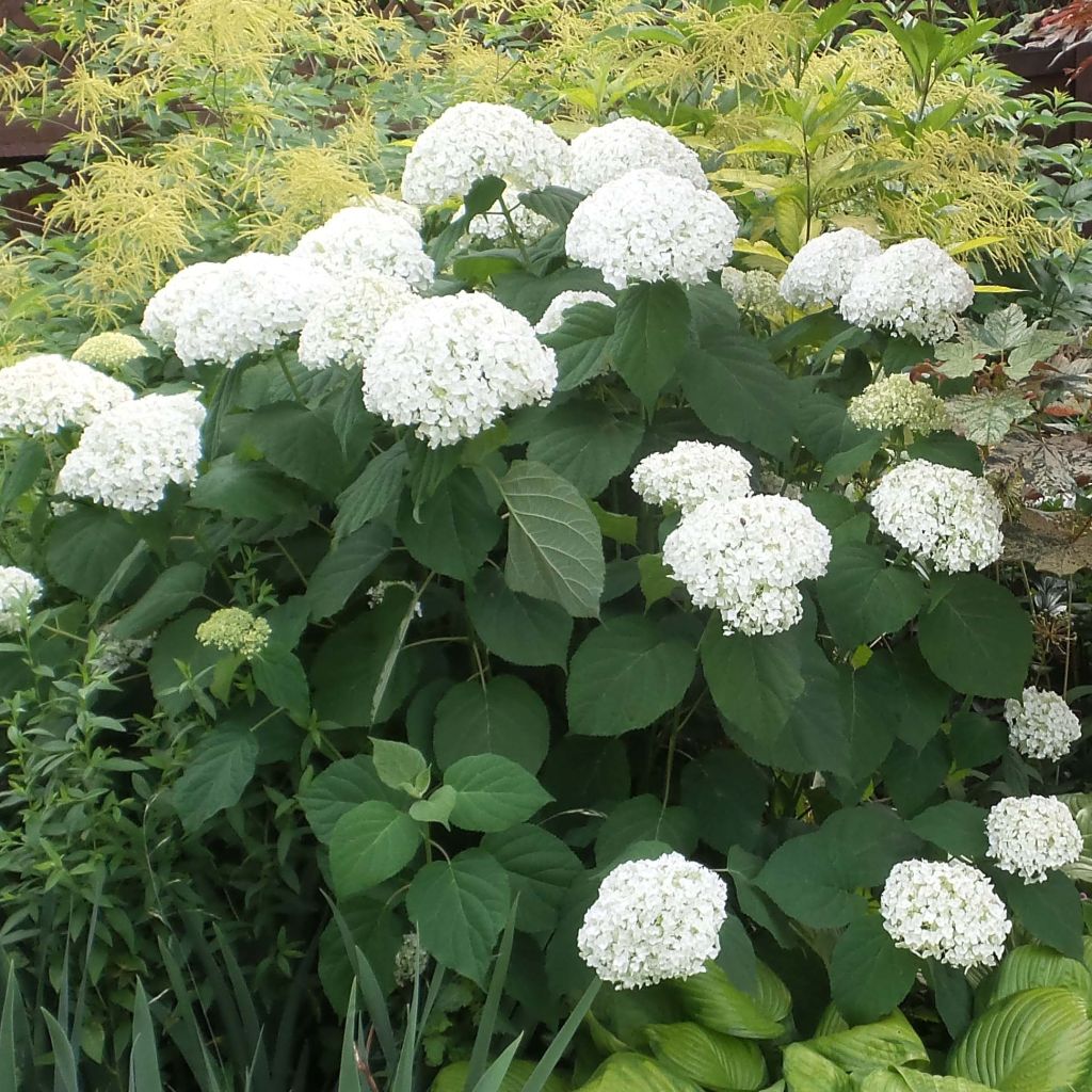 Hydrangea arborescens Strong Annabelle - Ortensia