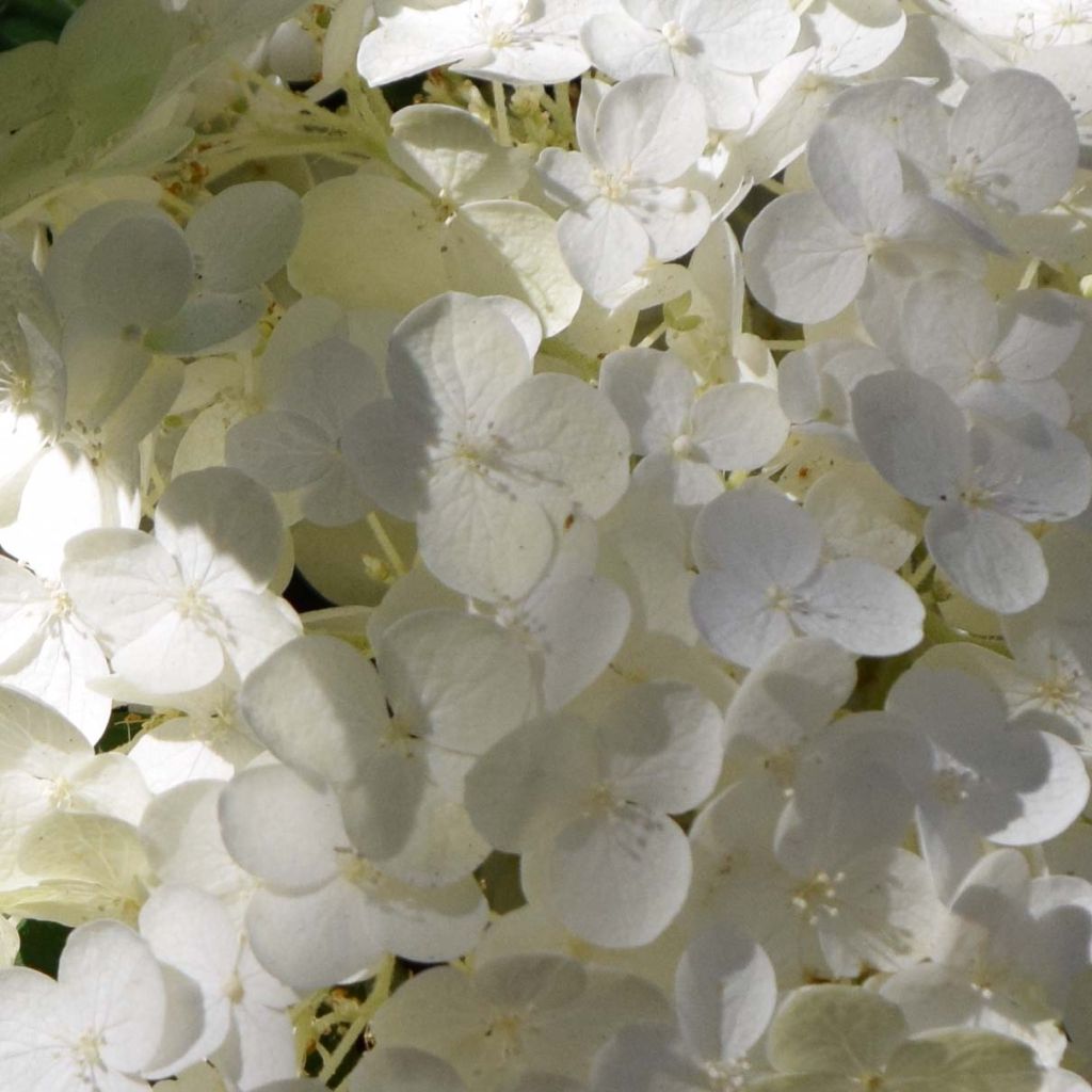 Hydrangea arborescens Strong Annabelle - Ortensia