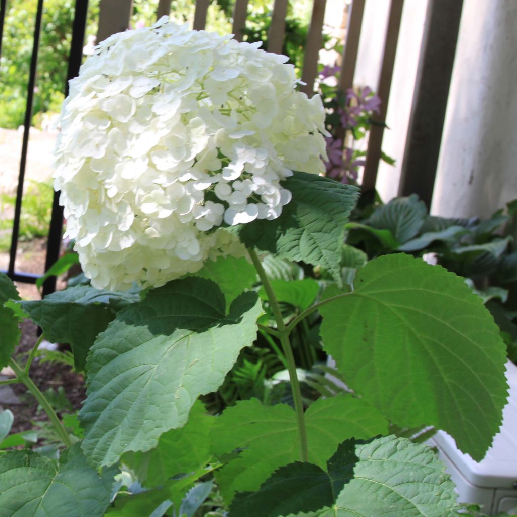 Hydrangea arborescens Strong Annabelle - Ortensia