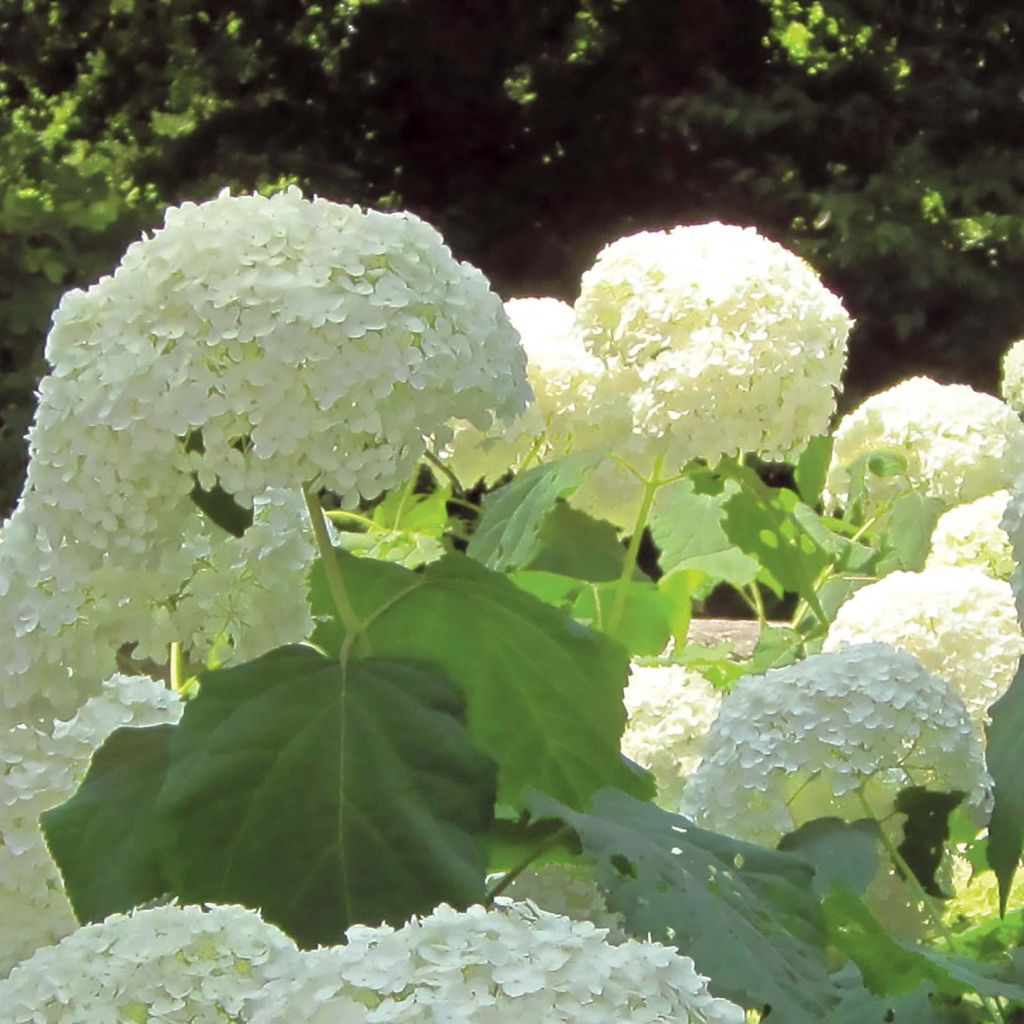 Hydrangea arborescens Strong Annabelle - Ortensia