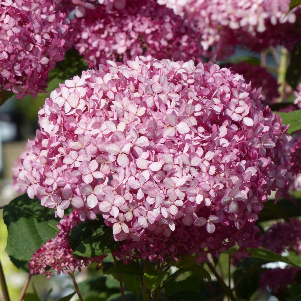 Hydrangea arborescens Pink Annabelle - Ortensia