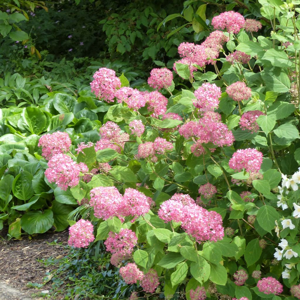 Hydrangea arborescens Pink Annabelle - Ortensia