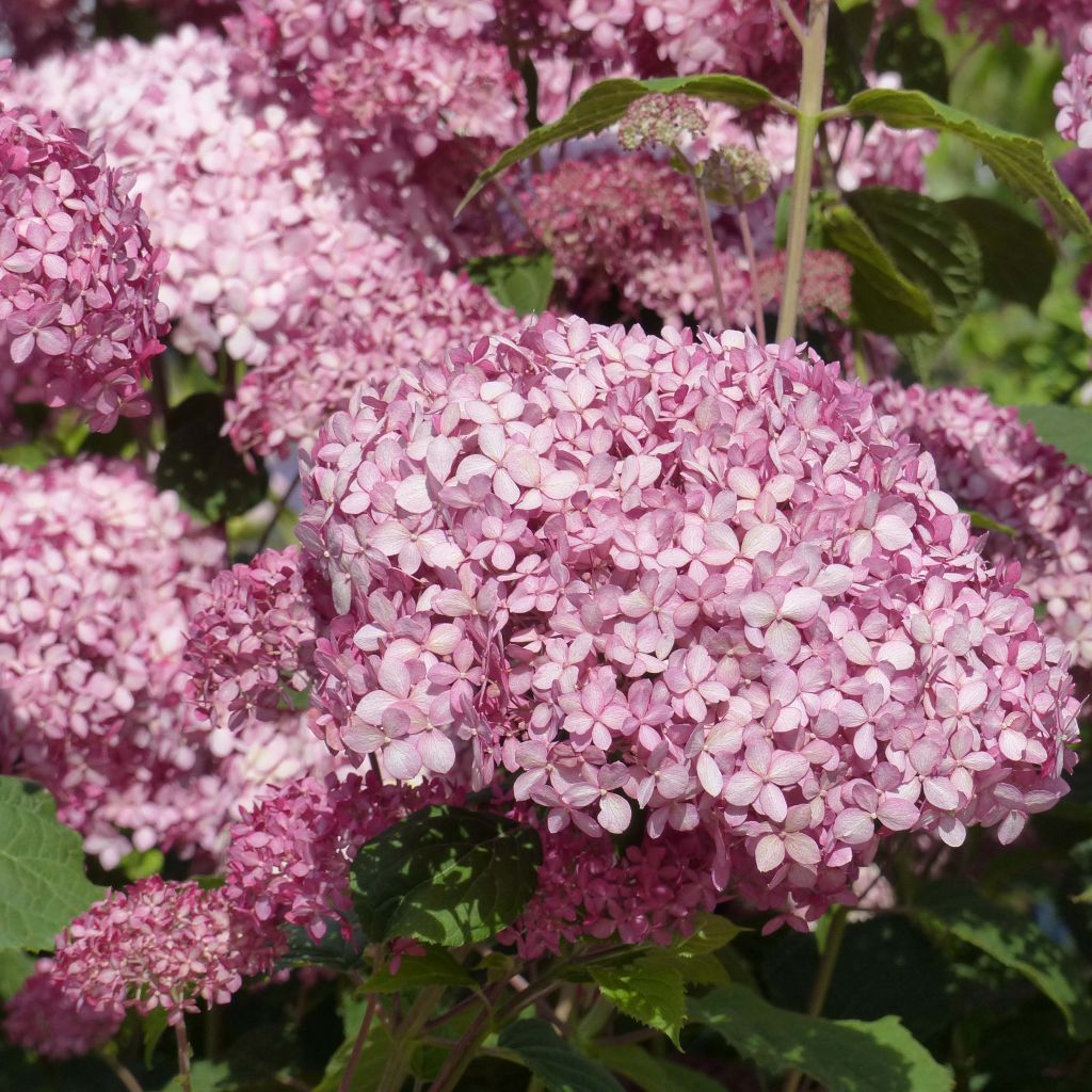 Hydrangea arborescens Pink Annabelle - Ortensia