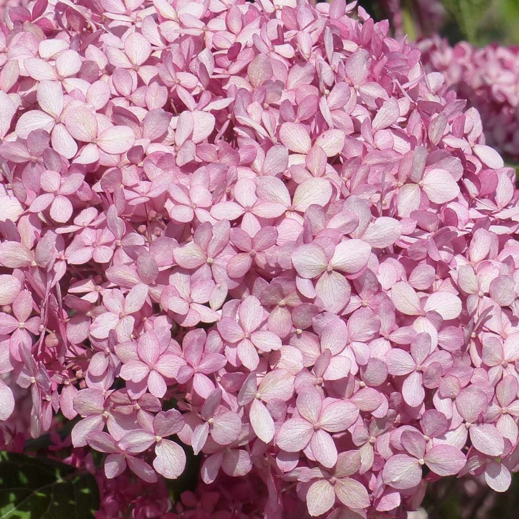 Hydrangea arborescens Pink Annabelle - Ortensia