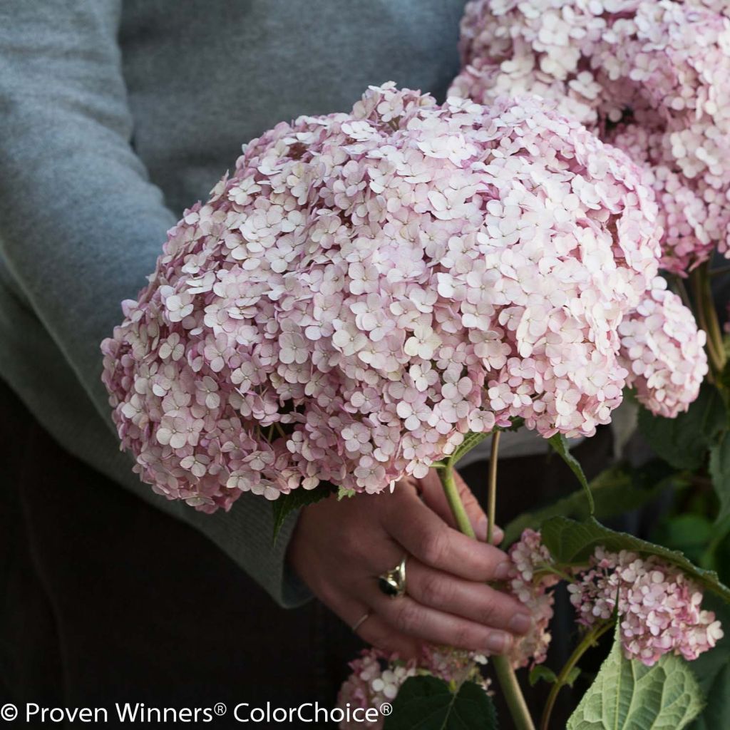 Hydrangea arborescens Sweet Annabelle - Ortensia