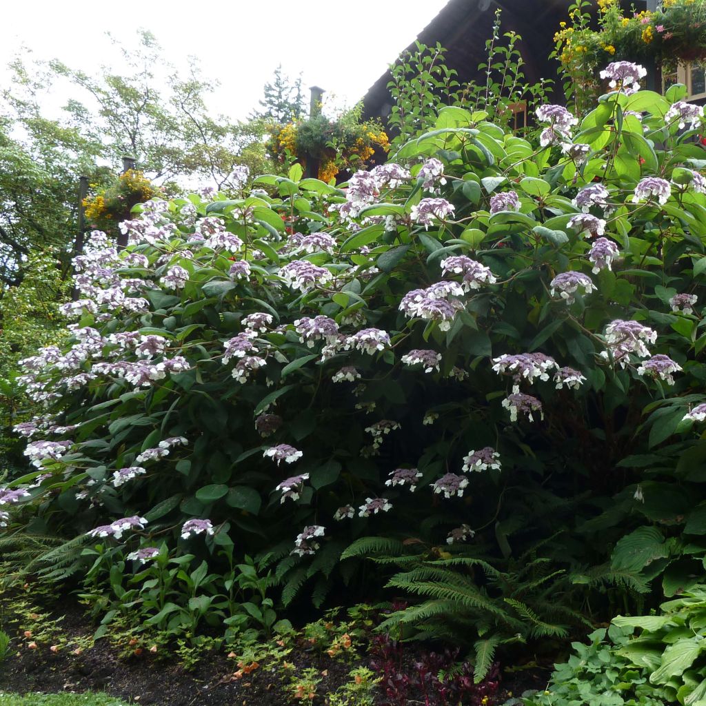 Hydrangea aspera Macrophylla - Ortensia