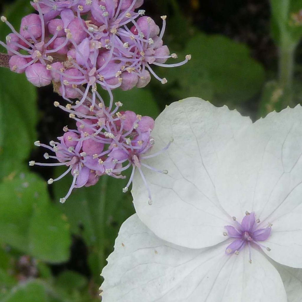 Hydrangea aspera Macrophylla - Ortensia