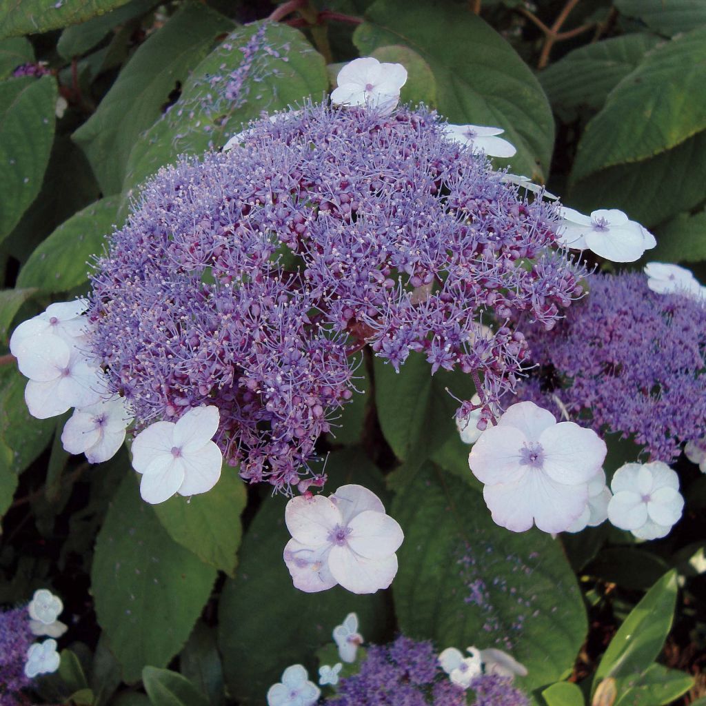 Hydrangea aspera Macrophylla - Ortensia