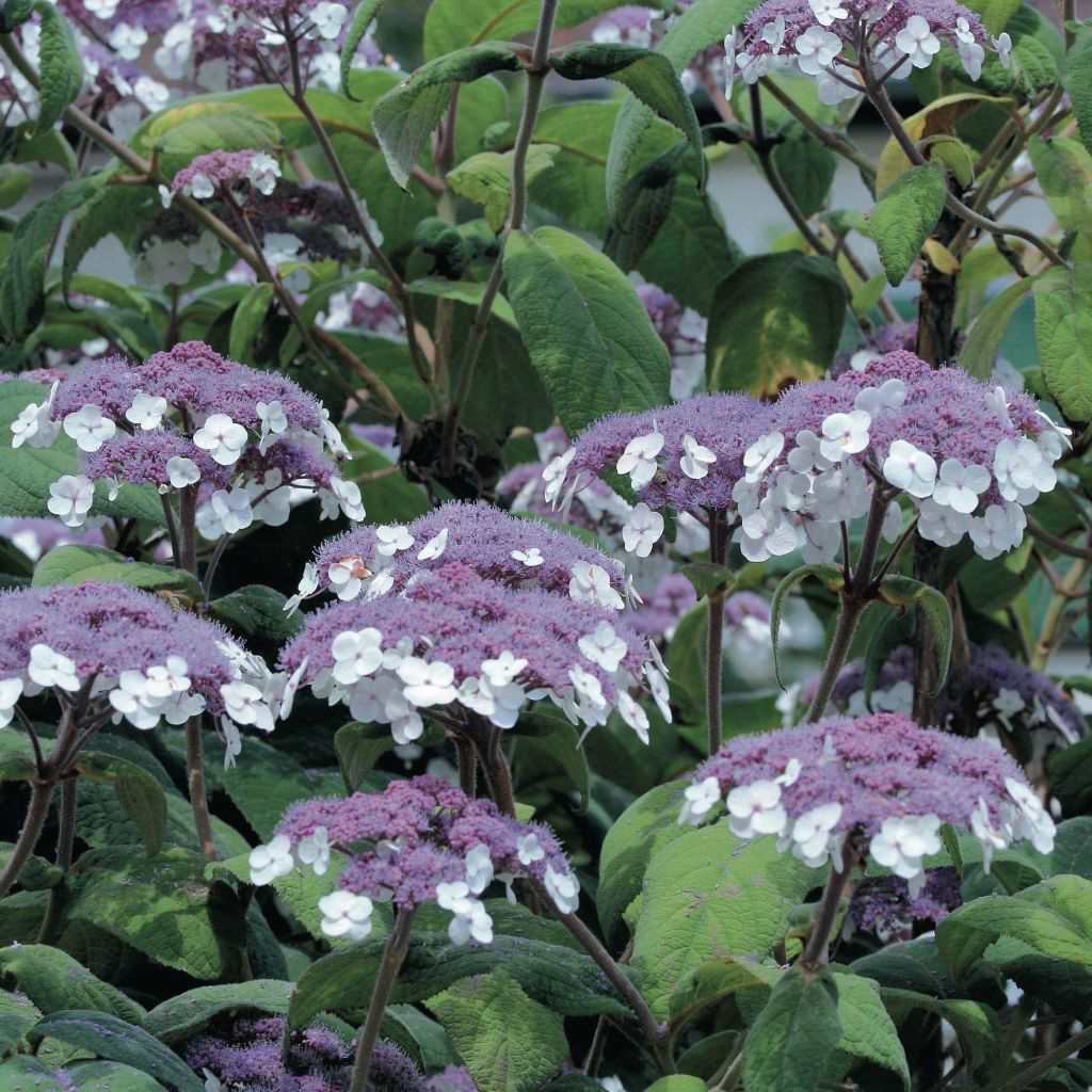 Hydrangea aspera Macrophylla - Ortensia